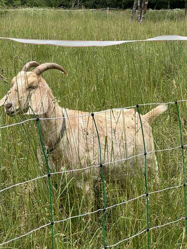 Behind the electric fence
