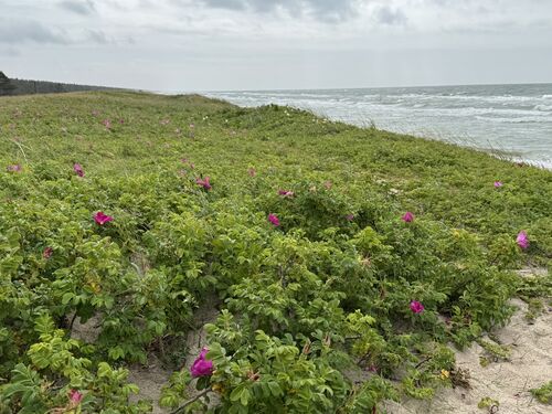 Along the Curonian Spit