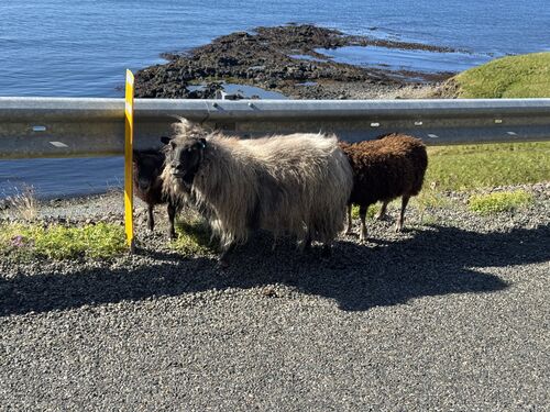 Emigrating by accident to a new fjord