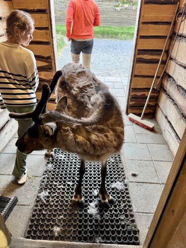 Tovah has been hanging around since she was a baby, but is not allowed in.