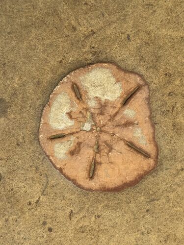 Sand dollar fossils