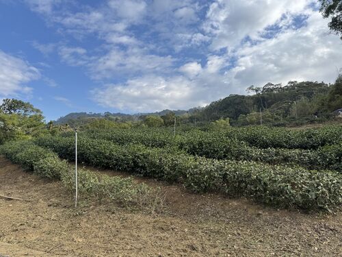 Rows of tea plants