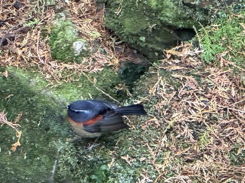 A male Collared Bush-Robin (less than 5" long, endemic to Taiwan)