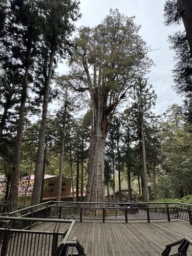 Thousand Year Cypress (11 m circumference, actually about 2000 years old)
