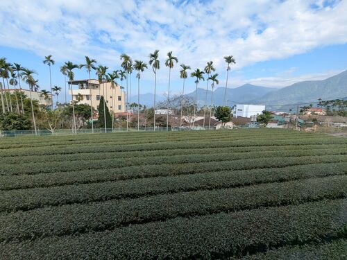 View of the surrounding tea plantations