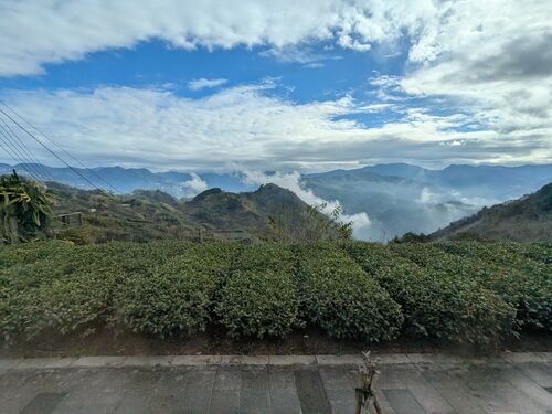 High mountain tea bushes