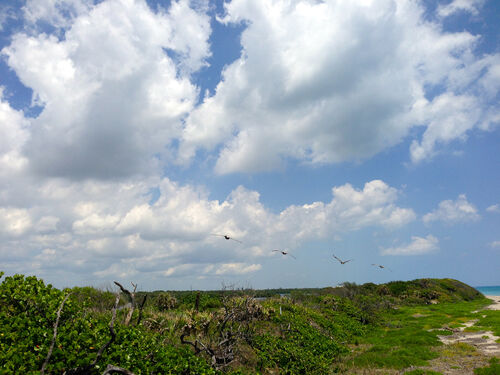 Pelicans.