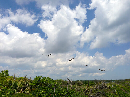 Pelicans.