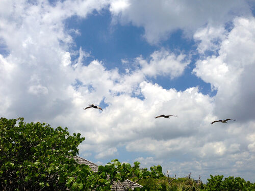 Pelicans.