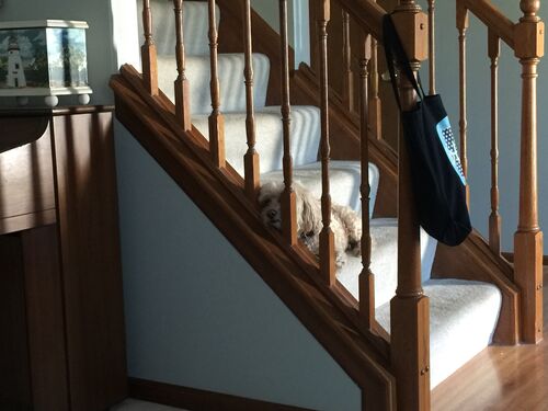 What a lazy dog.