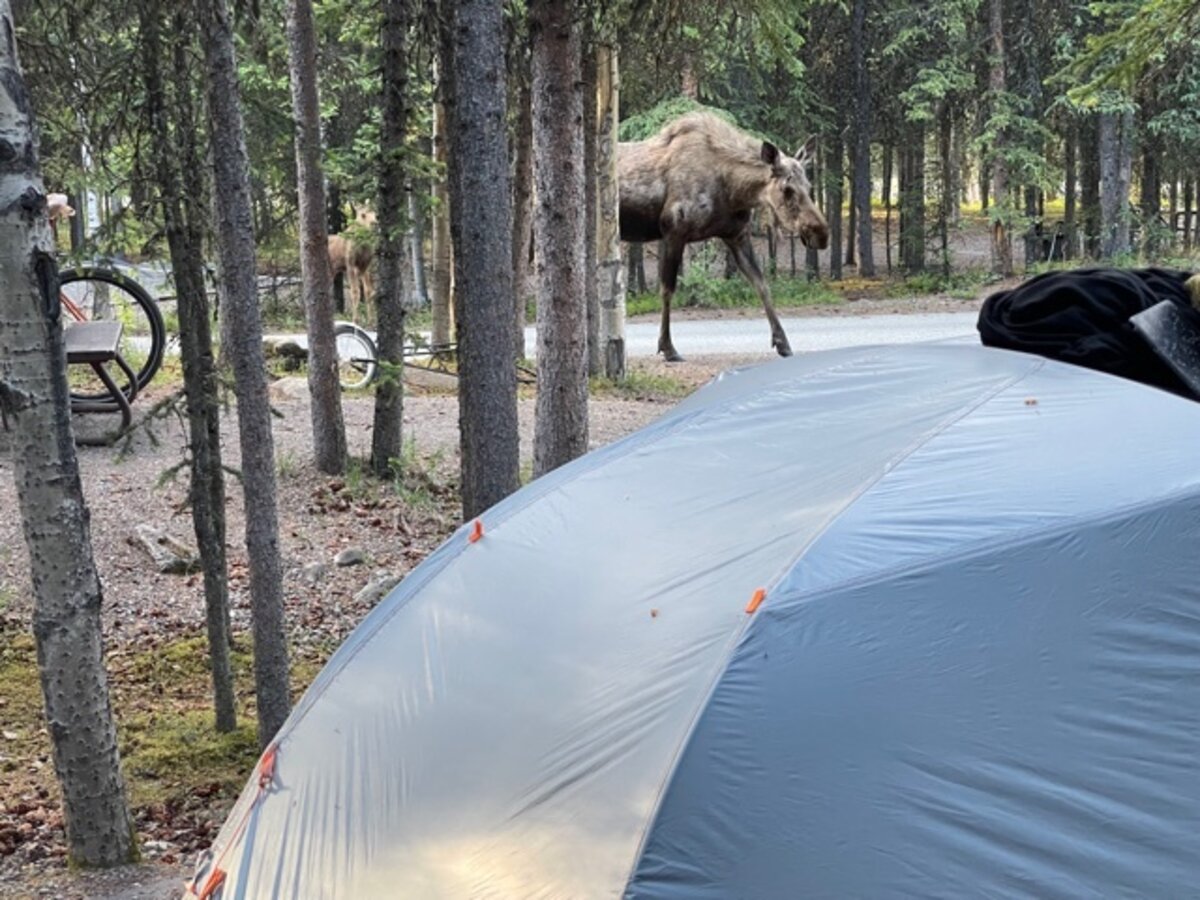Blog 2021 Denali