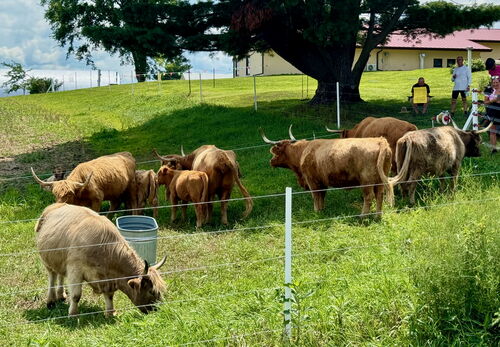 Real hairy coos imported from Scotland.