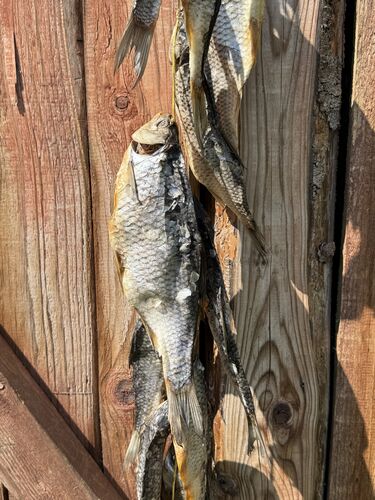 Dried fish