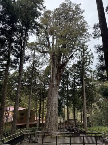 The old trees are numbered, maybe this is #28?