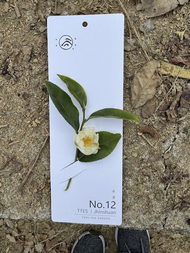 The souvenir tea plant.  The top two leaves are the ones to be used.