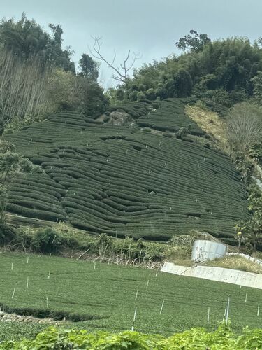 High mountain tea bushes