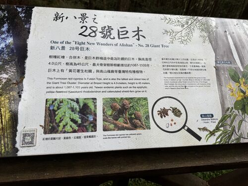 Description of tree number 28